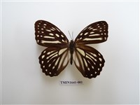 藏品(台灣斑眼蝶)的圖片